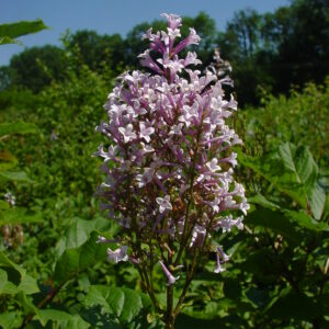 SYRINGA josikae