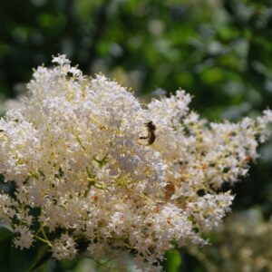 SYRINGA reticulata subsp. pekinensis