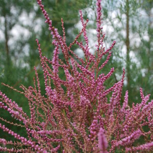 TAMARIX tetrandra