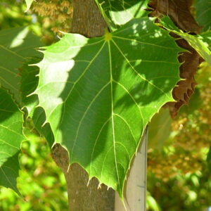 TILIA henryana