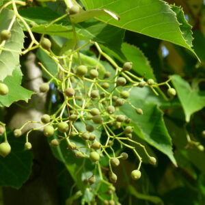 TILIA insularis