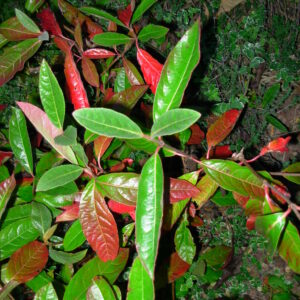 VIBURNUM henryi