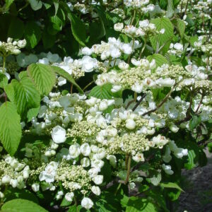 VIBURNUM plicatum
