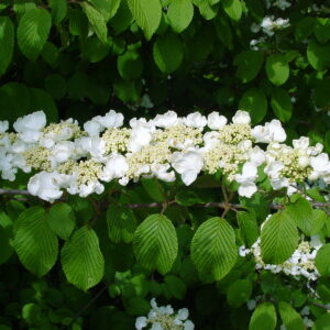VIBURNUM plicatum 'Mariesii'