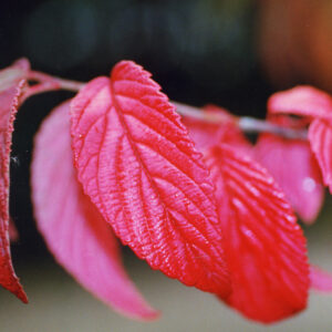 VIBURNUM plicatum 'Tomentosum'