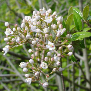 VIBURNUM utile