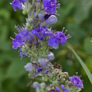 VITEX agnus-castus