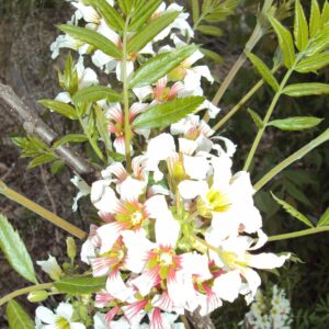 XANTHOCERAS sorbifolia