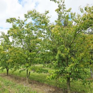 PHOTINIA villosa