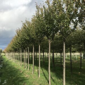 PRUNUS schmittii