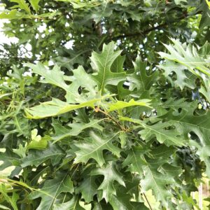 QUERCUS palustris