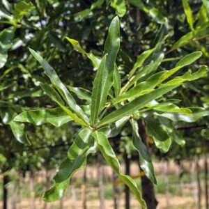 QUERCUS phellos
