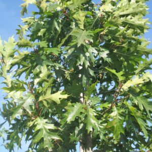QUERCUS rubra