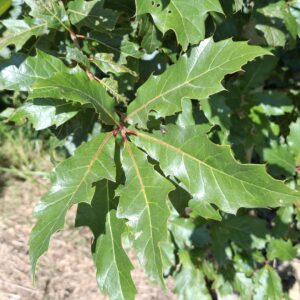 QUERCUS rysophylla