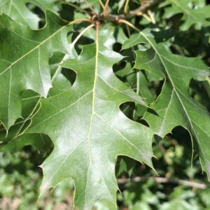 QUERCUS shumardii