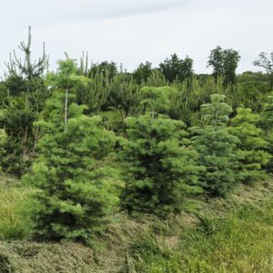 ABIES concolor