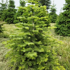 ABIES nordmaniana