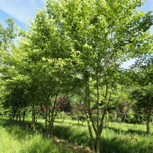 ACER buergerianum