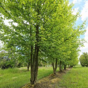 ACER campestre