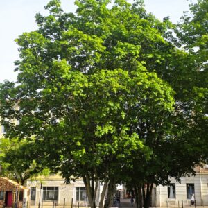 ACER cappadocicum