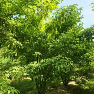 ACER cissifolium