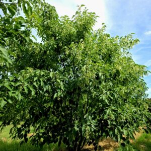 ACER davidii