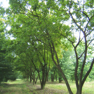 ACER ginnala