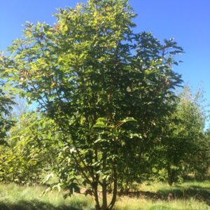ACER heldreichii 'Trautvetteri'