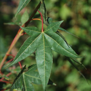 ACER oliverianum