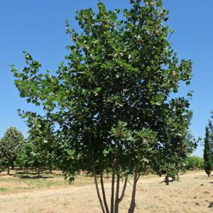ACER opalus