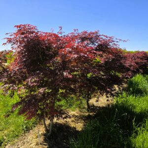 ACER palmatum 'Burgundy Lace'