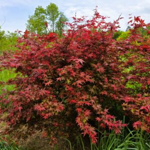 ACER palmatum 'Deshojo'