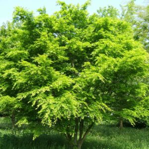 ACER palmatum