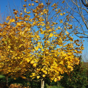 ACER platanoides