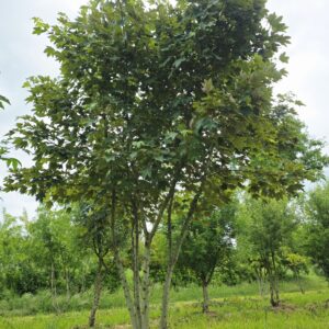 ACER pseudoplatanus