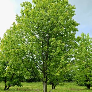 ACER rubrum