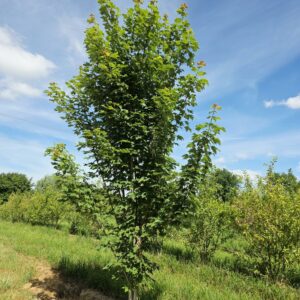 ACER rubrum 'Gerling'
