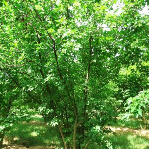 ACER tataricum