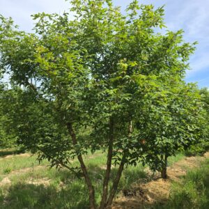 ACER triflorum