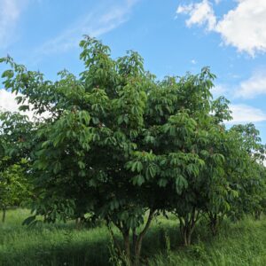 AESCULUS pavia