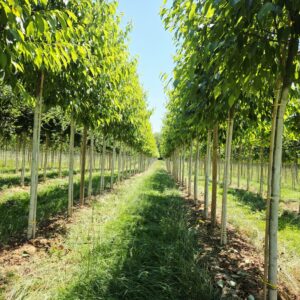 ALNUS spaethii