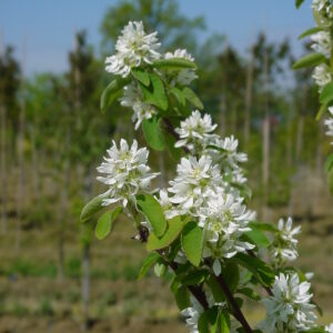 AMELANCHIER alnifolia 'Fastigiata'