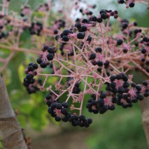 ARALIA elata 'Purple Ring'