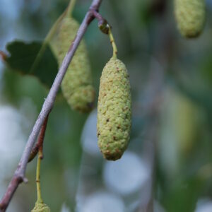 BETULA platyphylla 'Japonica'