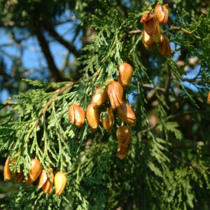CALOCEDRUS decurrens