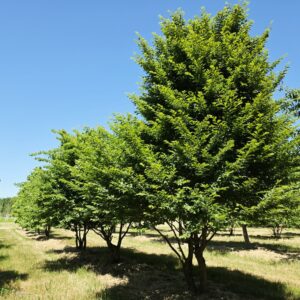 CARPINUS betulus
