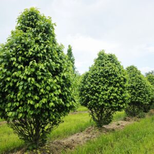 CARPINUS betulus 'Monumentalis'