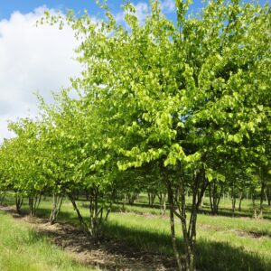 CARPINUS caroliniana
