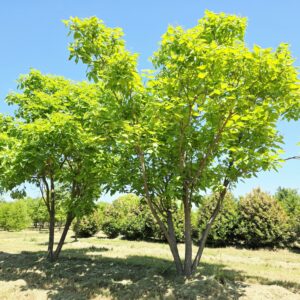 CATALPA speciosa