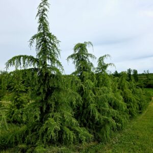 CEDRUS deodora